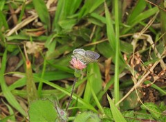 Leptotes cassius