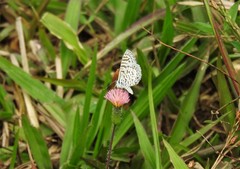 Leptotes cassius