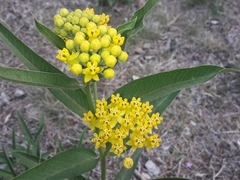 Asclepias pilgeriana