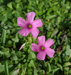 Oxalis hispidula