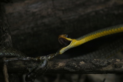 Chironius gouveai