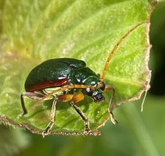 Cochabamba marginata