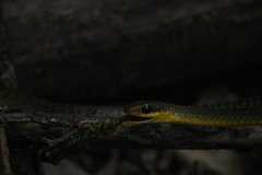 Chironius gouveai