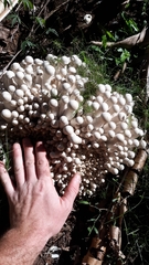 Macrocybe spectabilis