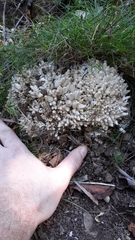 Macrocybe spectabilis