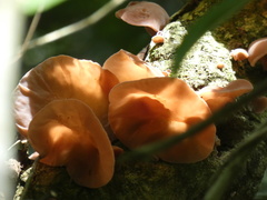 Auricularia