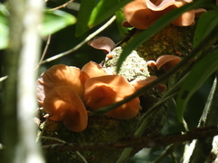 Auricularia