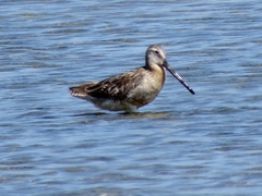 Limnodromus semipalmatus