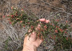 Hermannia joubertiana