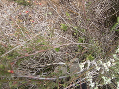 Hermannia joubertiana