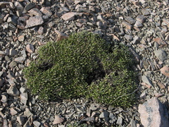 Celmisia angustifolia