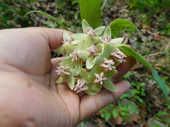 Asclepias auriculata