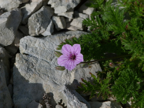 Rock stork's-bill (Erodium foetidum)