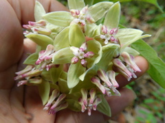 Asclepias auriculata