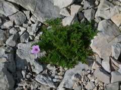 Erodium foetidum