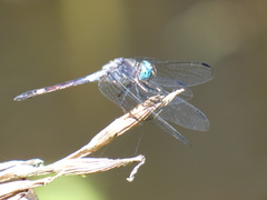 Micrathyria atra