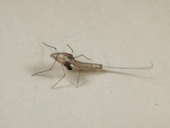 Pterygota