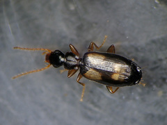 Calodromius spilotus
