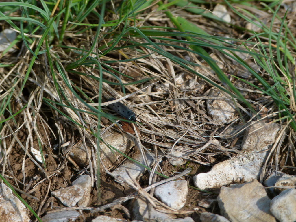 Ethmia aurifluella