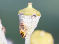 Thaumatomyia notata