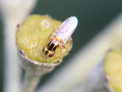 Thaumatomyia notata