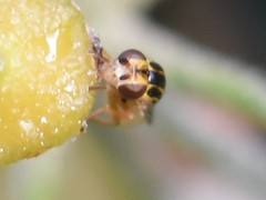 Thaumatomyia notata