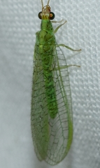 Pseudomallada subcubitalis