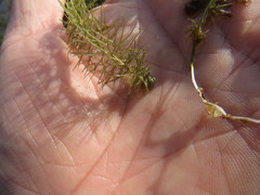 Utricularia stygia