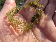 Utricularia stygia