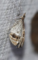 Phrataria transcissata