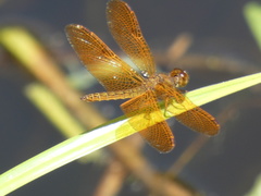Perithemis icteroptera