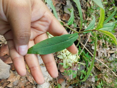 Asclepias auriculata