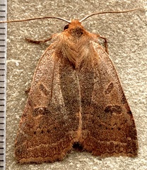 Epiglaea decliva