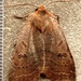 Sloping Sallow - Photo (c) Michael Butler, some rights reserved (CC BY-NC), uploaded by Michael Butler