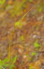 Piptochaetium avenaceum