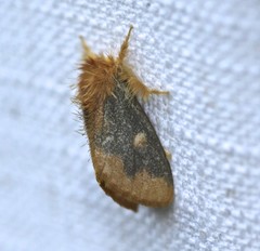 Euproctis leonina