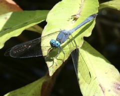 Micrathyria athenais