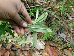 Asclepias auriculata