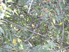 Leiothlypis celata