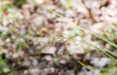 Piptochaetium avenaceum