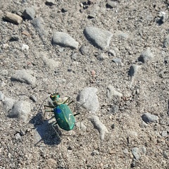 Cicindela depressula
