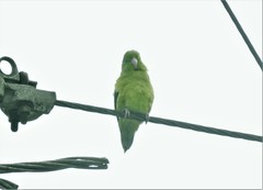 Forpus conspicillatus