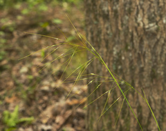 Piptochaetium avenaceum