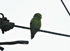 Forpus conspicillatus