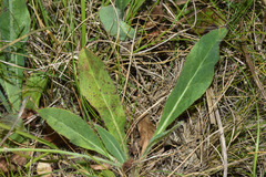 Hieracium commersonii