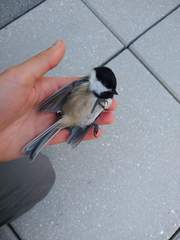 Poecile atricapillus