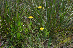 Hieracium commersonii
