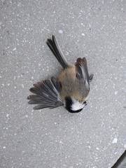 Poecile atricapillus