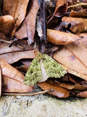 Chloroclydon rinodaria