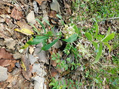 Asclepias auriculata
